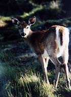 Deer