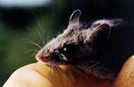 Mouse
