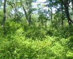 barberry